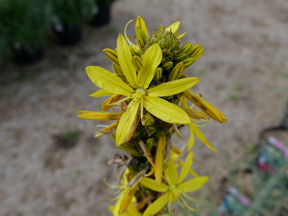 ASPHODELINE lutea