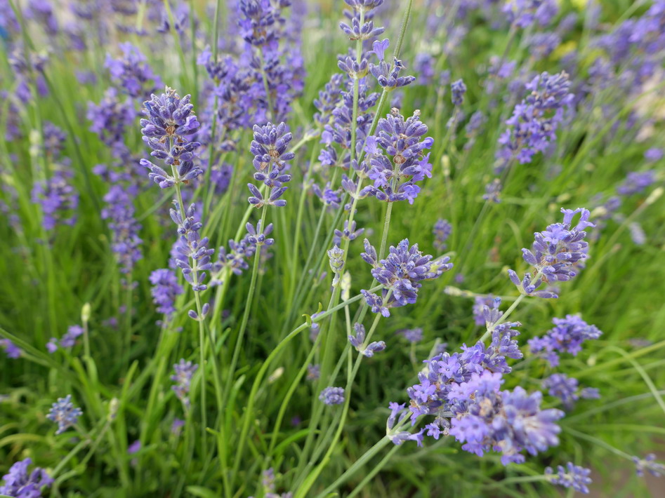 LAVANDULA angustifolia Munstead