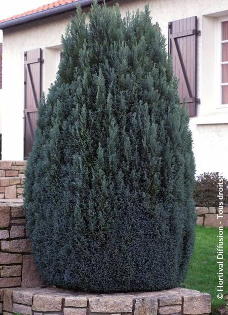 CHAMAECYPARIS lawsoniana Ellwoodii