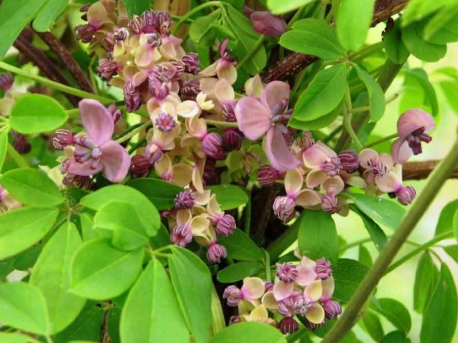 AKEBIA quinata Silver Bells