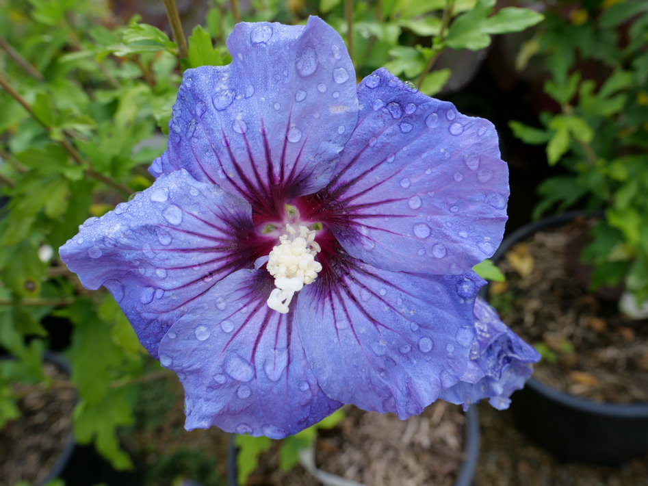 HIBISCUS syriacus Marina