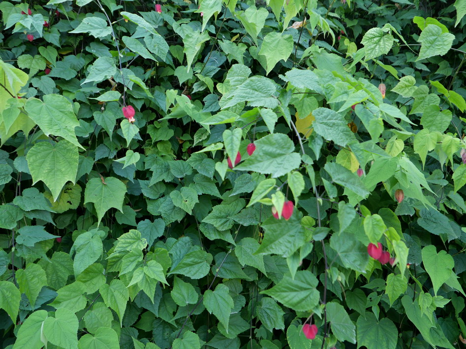 ABUTILON megapotamicum