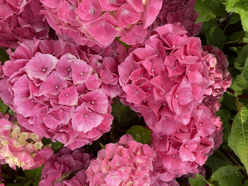 HYDRANGEA macrophylla Constellation