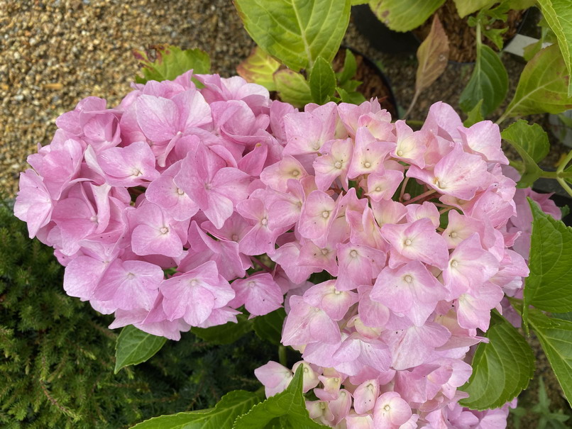 HYDRANGEA macrophylla Belle Séduction ®