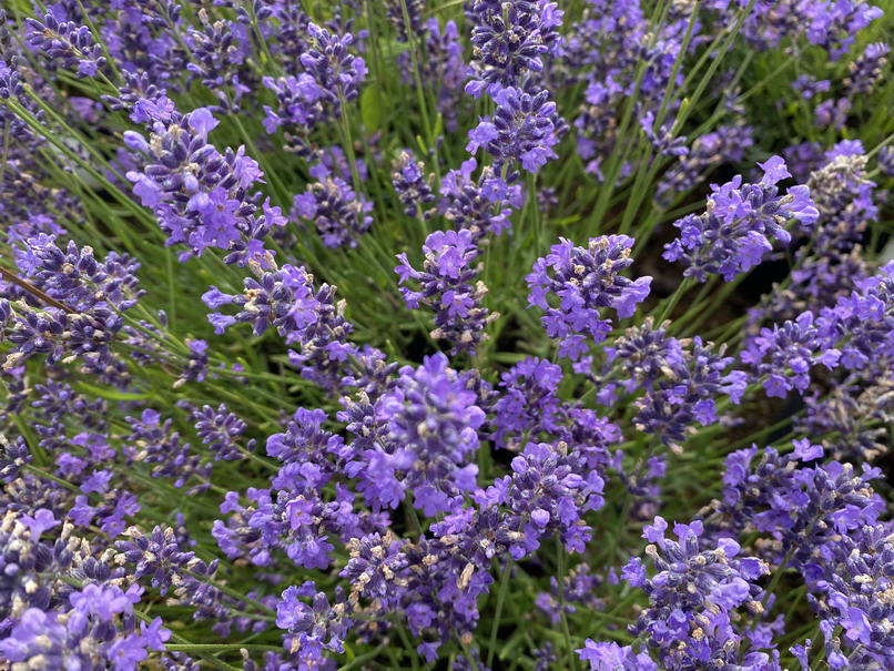 LAVANDULA angustifolia Essence Purple