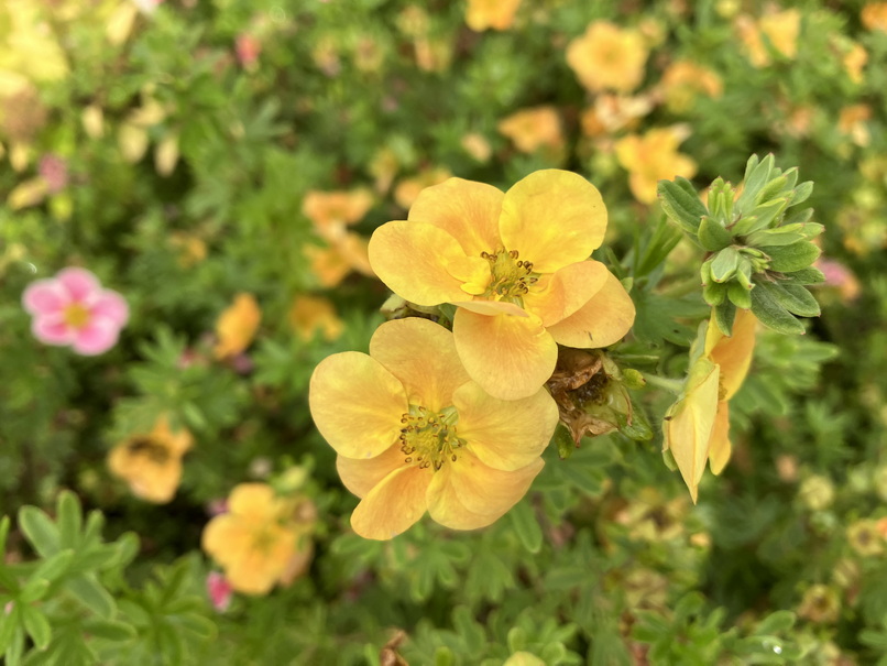 POTENTILLA fruticosa Double Punch Tango ®