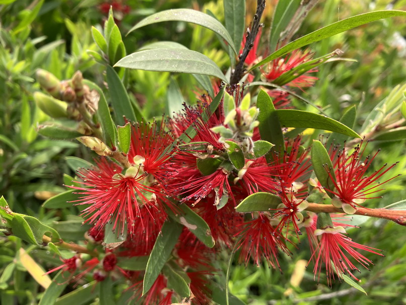 CALLISTEMON viminalis Hannah Ray