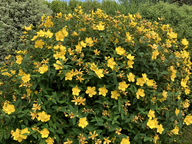 HYPERICUM Patulum Hidcote Millepertuis Arbustif Hidcote P pini re 