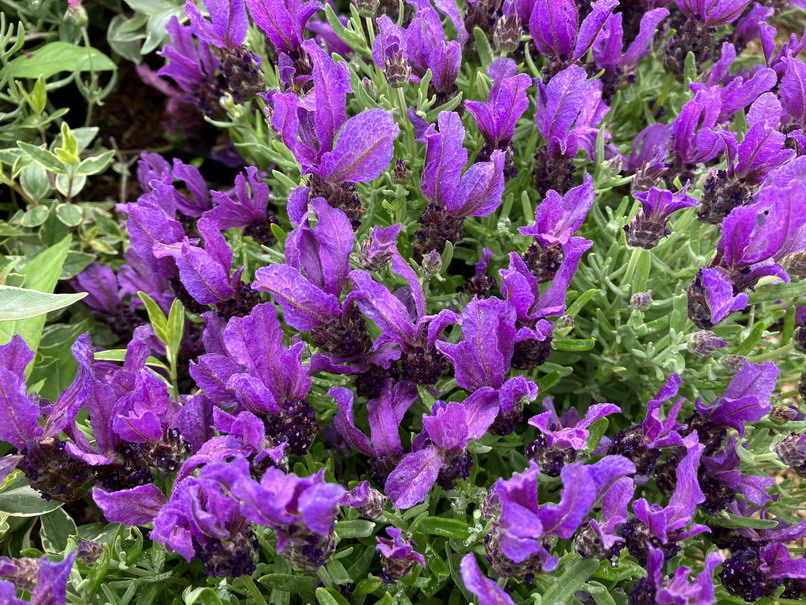 LAVANDULA stoechas Magical Posy Purple ®