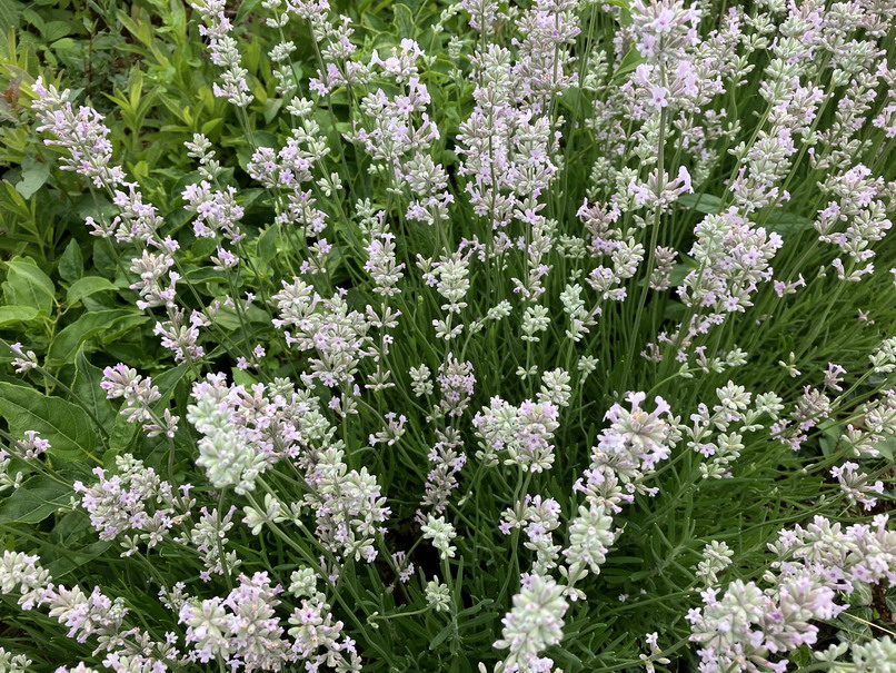 LAVANDULA angustifolia Rosea