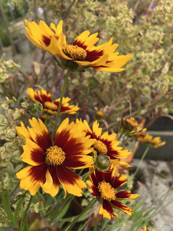 COREOPSIS Little Bang DayBreak ®