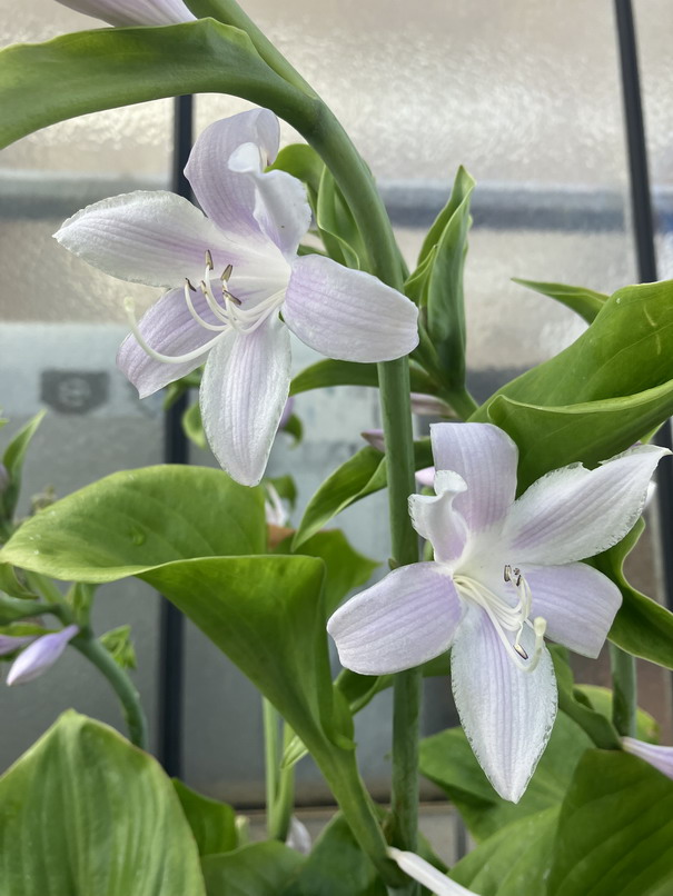 HOSTA Golden Doré