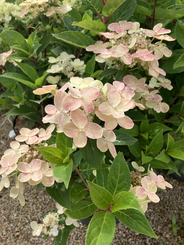 HYDRANGEA paniculata Polestar ®