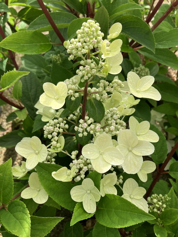 HYDRANGEA paniculata Candle Light ®