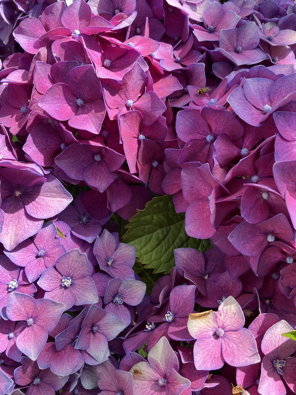 HYDRANGEA macrophylla Bodensee