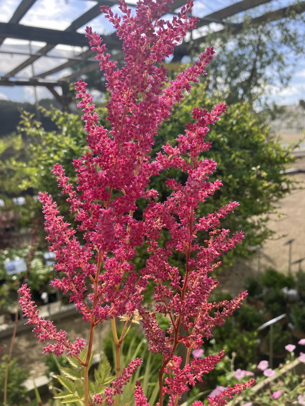 ASTILBE Etna