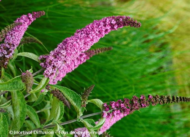 BUDDLEJA davidii Pink Micro Chip ®