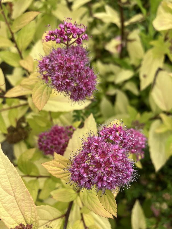 SPIRAEA japonica Little Flame ®