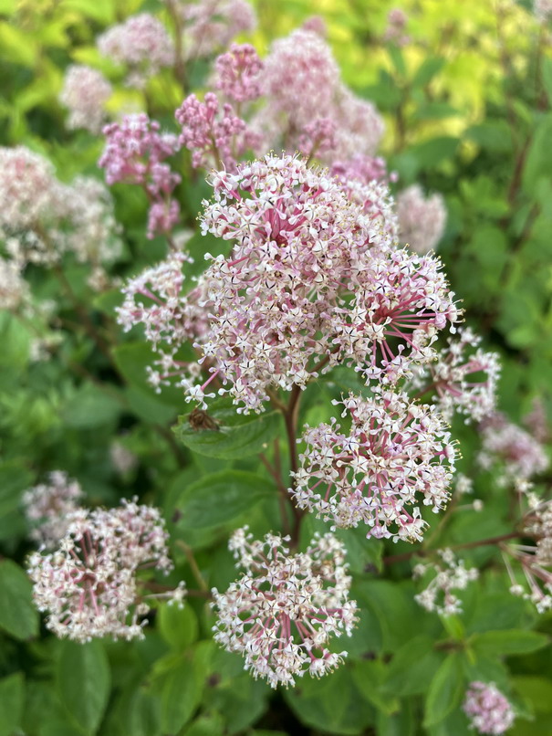 CEANOTHUS x.pallidus Marie Rose ®