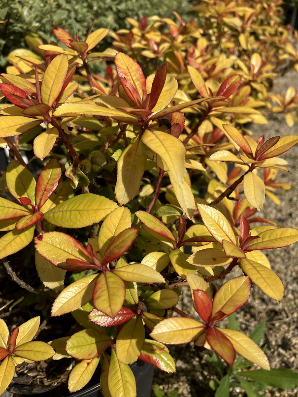 ESCALLONIA laevis Glowing Embers ®