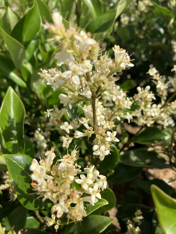 LIGUSTRUM japonicum Texanum