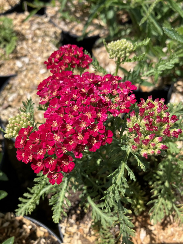 ACHILLEA millefolium rouge