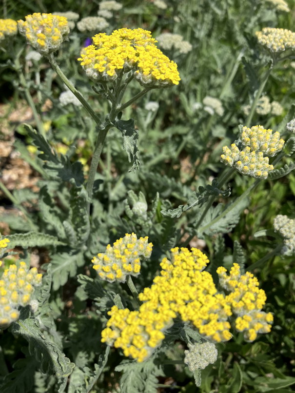 ACHILLEA filipendullina Golden Plate