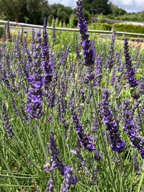 LAVANDULA x.intermedia Phenomenal ®