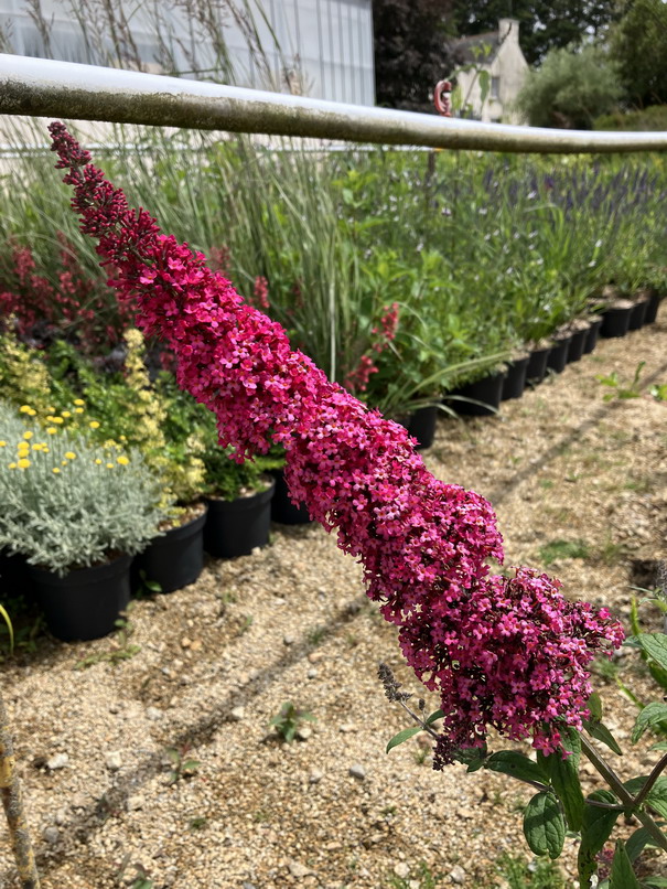 BUDDLEJA davidii Royal Red