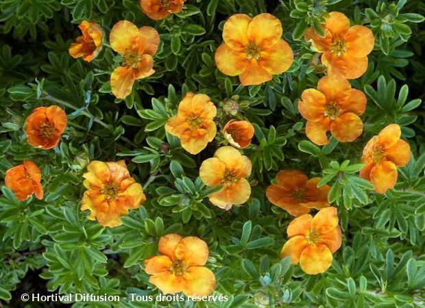 POTENTILLA Tangerine