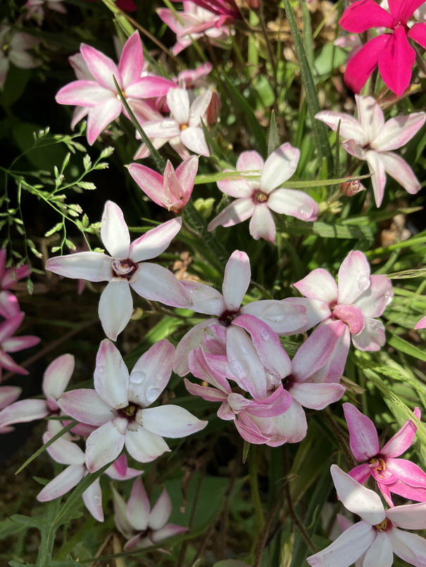 RHODOXIS milloïdes Fairy Kisses