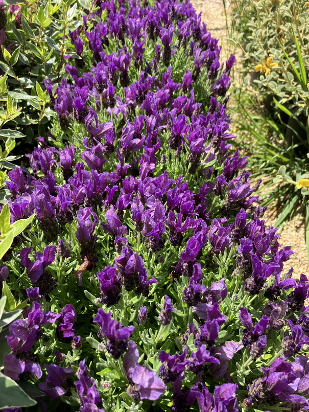 LAVANDULA stoechas Magical Posy Purple ®