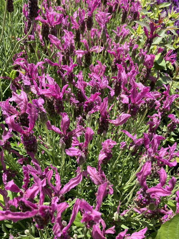 LAVANDULA stoechas The Princess ®