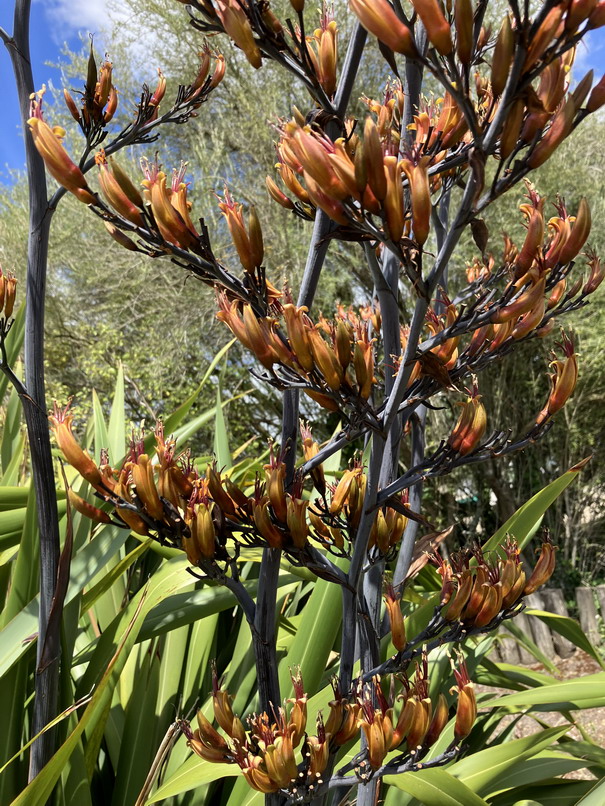 PHORMIUM tenax