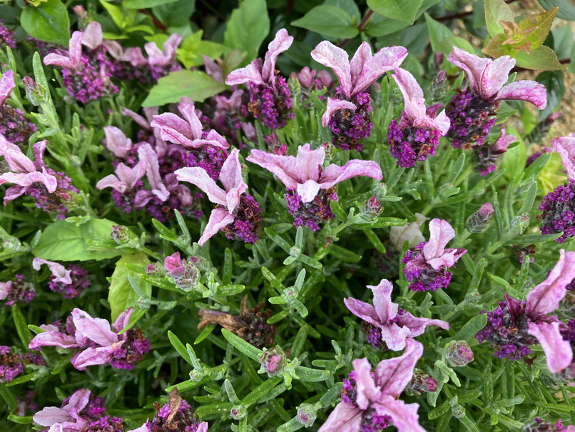 LAVANDULA stoechas Magical Posy Pink ®