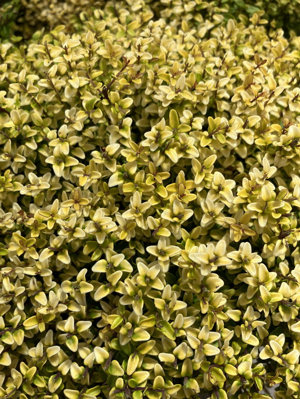 LONICERA nitida Twiggy