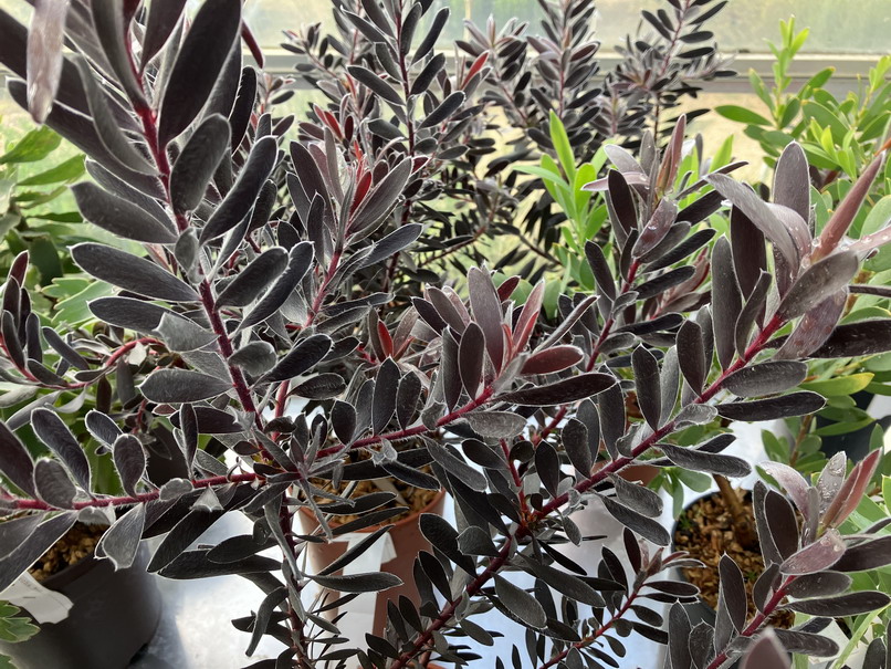 LEUCADENDRON Burgundy Sunset