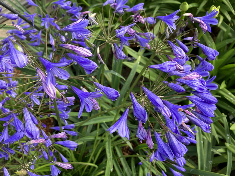 AGAPANTHUS Lapis Lazuli