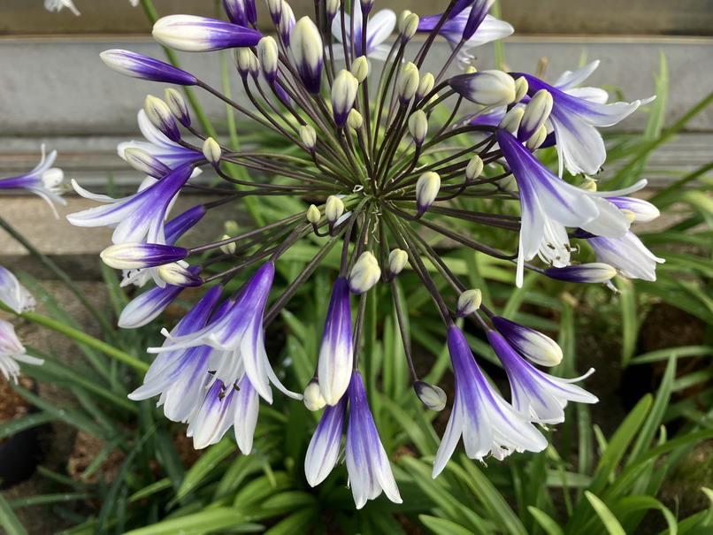AGAPANTHUS Fireworks ®