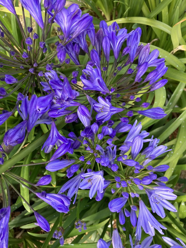 AGAPANTHUS Jacaranda