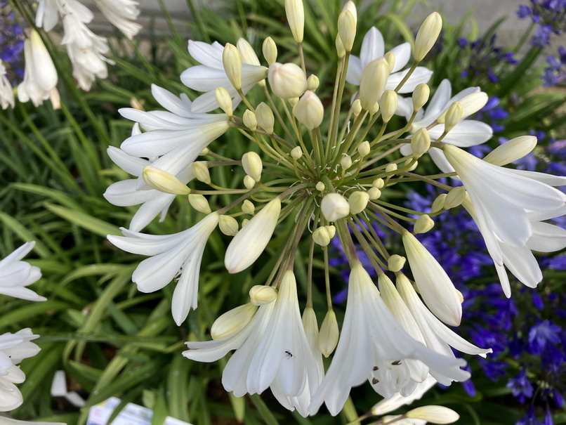 AGAPANTHUS umbellatus Arctic Star