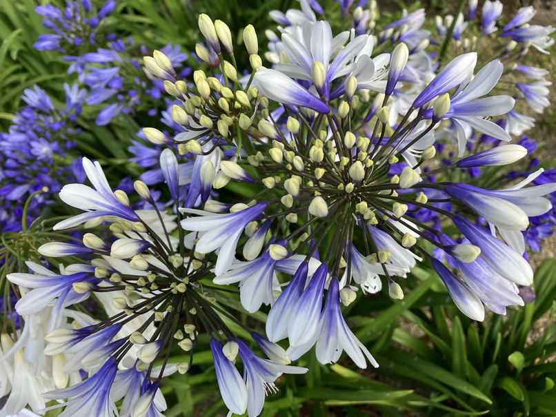 AGAPANTHUS Twister ®
