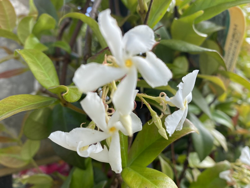 TRACHELOSPERMUM jasminoides