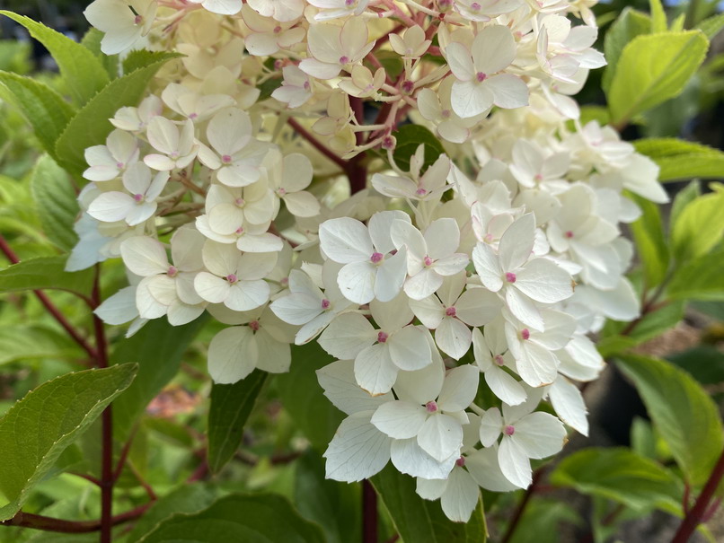 HYDRANGEA paniculata Wim's Red ®