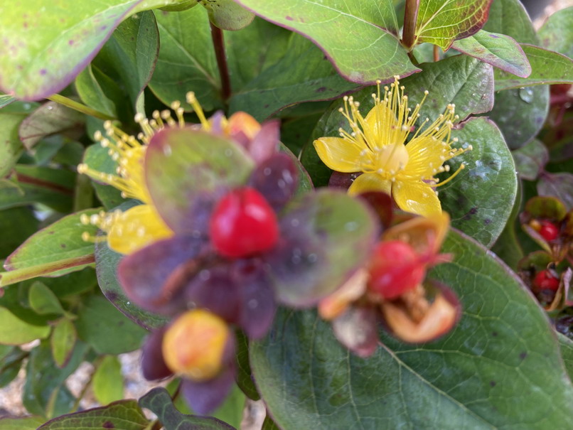 HYPERICUM x.inodorum Magic Red Fame ®