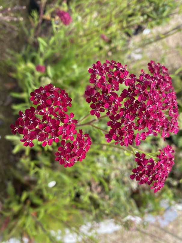 ACHILLEA millefolium rouge