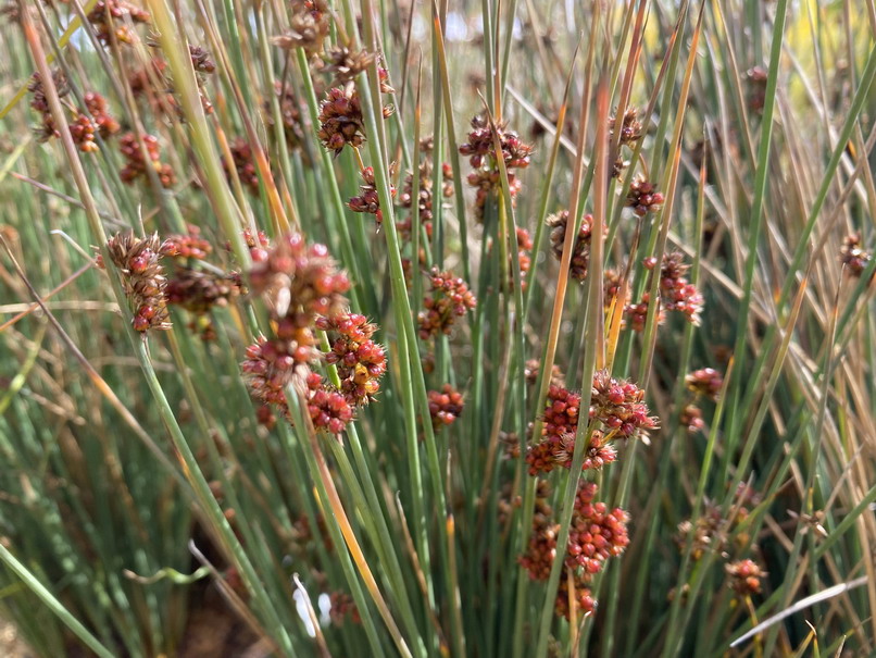 JUNCUS tenuis Blue Dart