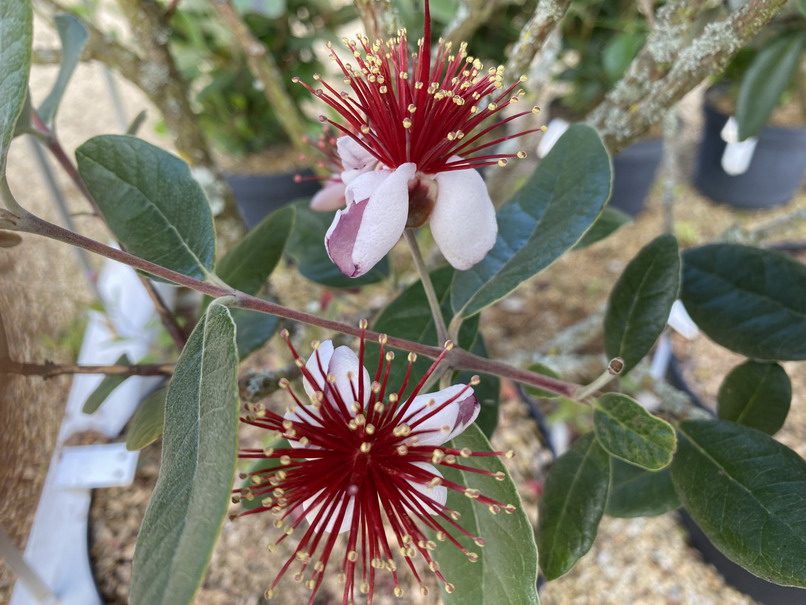 FEIJOA sellowiana de bouture