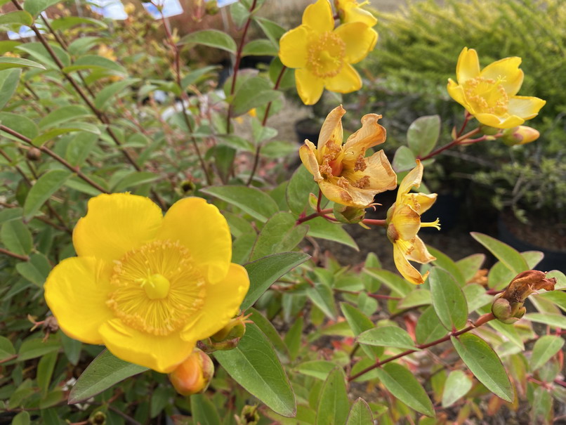 HYPERICUM patulum Hidcote