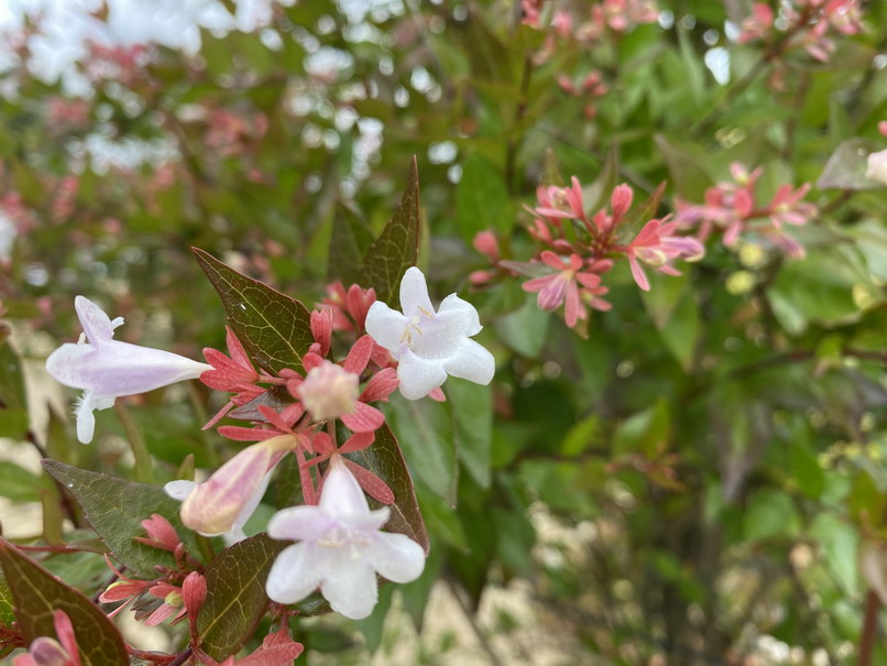 ABELIA x.grandiflora
